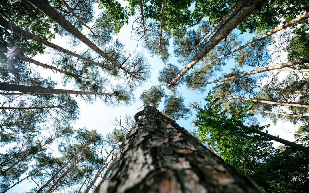 Viestimedia x Aarre: Syvällistä asiakasymmärrystä ja käytännön ratkaisuja aikakauslehden pitovoiman kasvattamiseksi